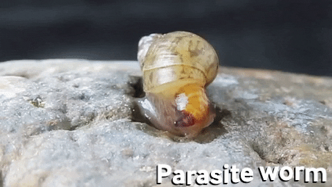 axart giphygifmaker shell snail parasite GIF