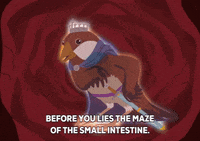 bird GIF by South Park 