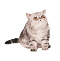 bonappetitpet cat food kitty bon Sticker