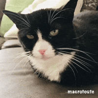 Cat GIF