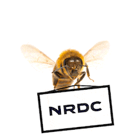 Activism Sticker by NRDC