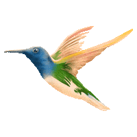 RedeGazeta es capixaba vitória beija-flor Sticker