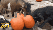 Hungry Thanks Giving GIF by Brookfield Zoo