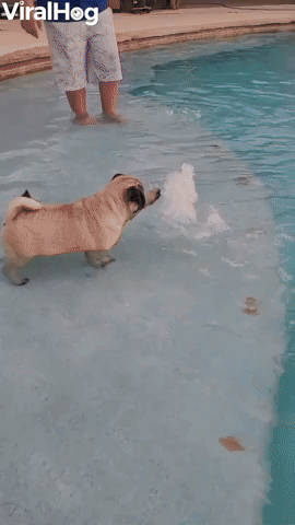 Short Puppy Dog Undone by Big Pool Step
