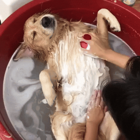 Dog bath gif