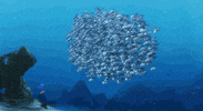 finding nemo pixar gif GIF by Disney Pixar