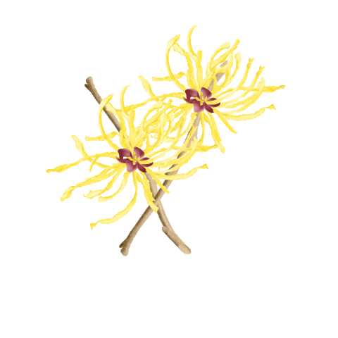 HumphreysWitchHazel giphyupload skincare cucumber toner Sticker