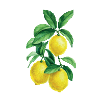 Limones Sticker by TATY PARRALES