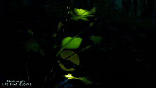 firefly glowing GIF by BBC Earth