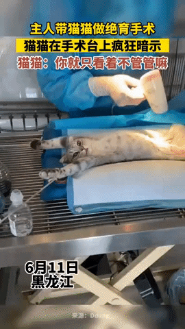 cuteanimalland giphyupload GIF