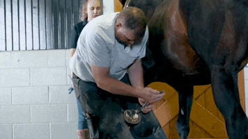 iamhorseracing video horse horses shoe GIF