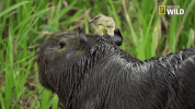 savage kingdom big cat week GIF by Nat Geo Wild 