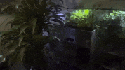 Alabama GIF by Casanova Records