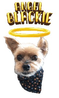 Dog Angel Sticker