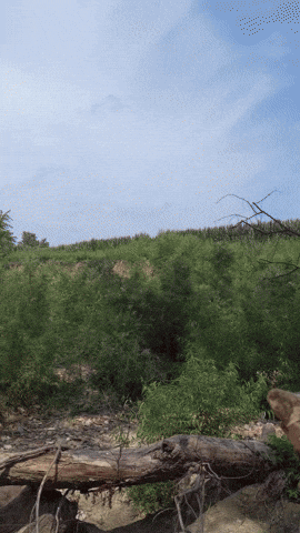 MOhunting giphyupload GIF