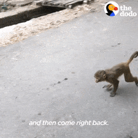 Cat Dog GIF by The Dodo