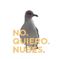 Summer No Sticker by Flow Beach Club