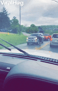 Stubborn Raccoon Blocks Traffic GIF by ViralHog