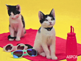 Summer Solstice Cat GIF by ASPCA