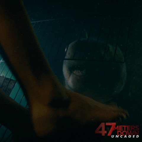 Attack Shark GIF by 47 Meters Down Uncaged