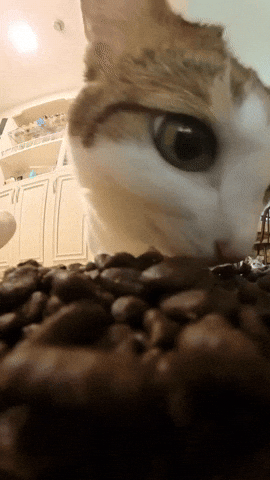 Hungry Cat Bao Bao GIF