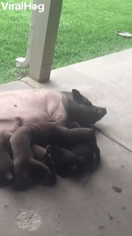 Puppies Try to Feed From Surrogate Pig