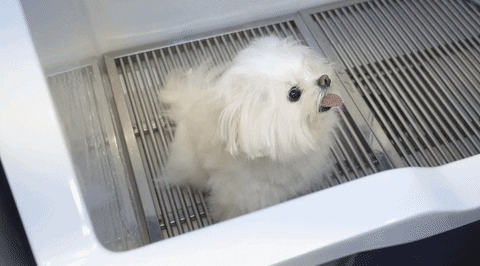 dkfjdfjsdf giphyupload GIF