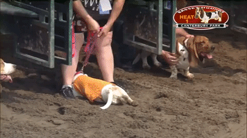 Basset Hounds Showcase Their Need for Speed on Minnesota Race Track