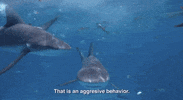 Excited Feeding Frenzy GIF by Shark Week