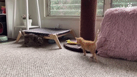 Kitten Escapes!