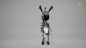 Brain Games Tiffanyhaddish GIF by National Geographic Channel