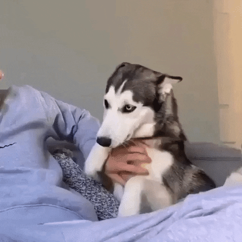 moethantkyaw giphyupload GIF