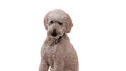 Dog Media Sticker by tortillamedia
