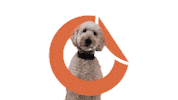 Dog Media Sticker by tortillamedia