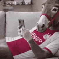 Joey Donkey GIF