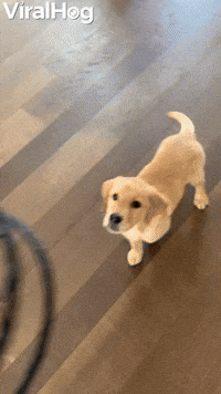 Hungry Pup Jumps into Kennel for Food