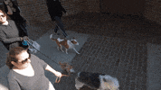 nicki minaj dog GIF by DNCE
