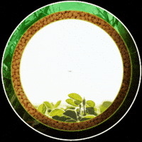 Pecuaria GIF by Agro Amazônia