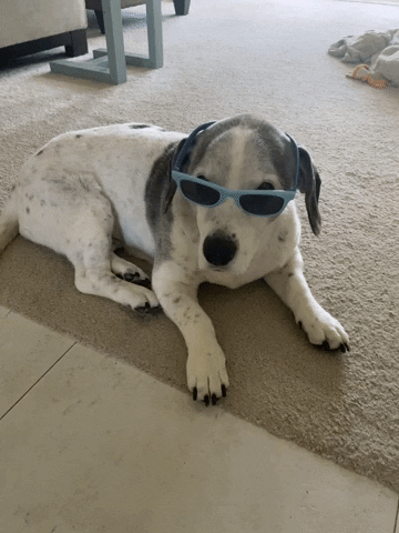 YourHappyWorkplace sunglasses hot dog too cool cool dog GIF