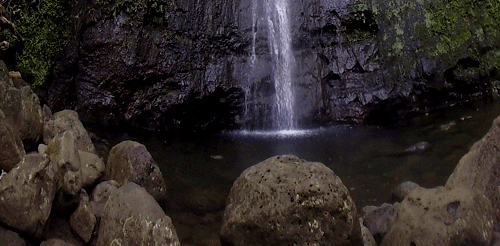 manoa falls landscape GIF