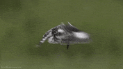 planet earth live kingfisher GIF by Head Like an Orange