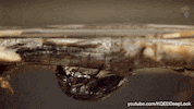GIF by KQEDScience