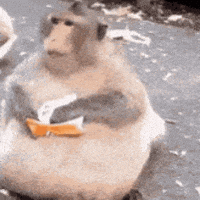 Esquizocenda GIF
