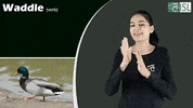 Sign Language Waddle GIF by ISL Connect