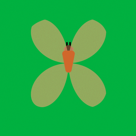 aidanpatrickbenbow butterfly js animation GIF