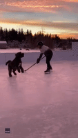 Ontario Dog Coaches Hockey Player on Backyard Ice Rink