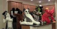 Furry Party GIF