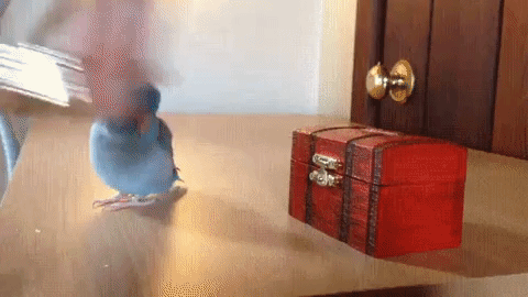 Animated GIF