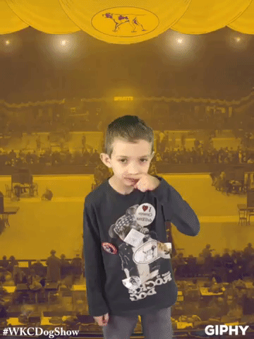 wkcdogshow GIF by Westminster Kennel Club