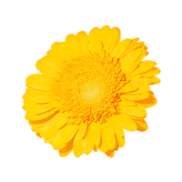 Flower Sticker by sephoraturkiye